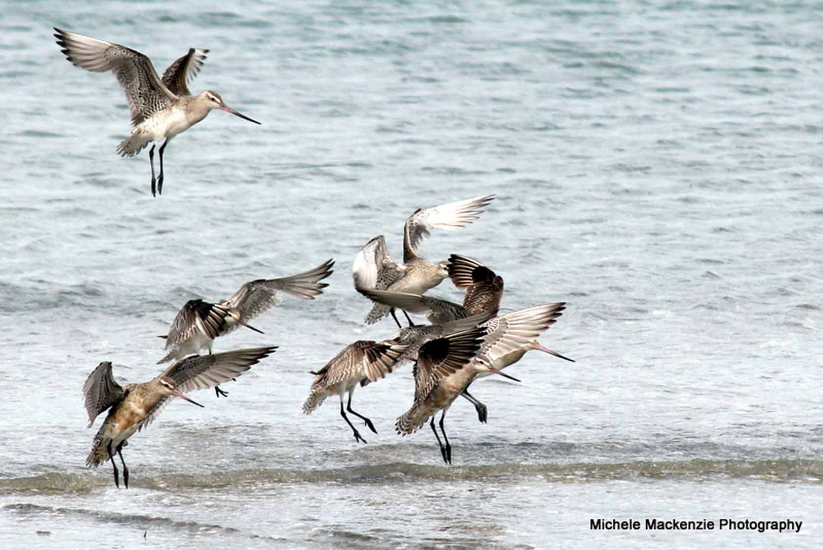Godwits